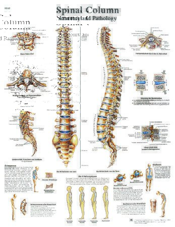 Picture of Anatomical Chart Spinal Column 20 X 20 Inch Laminated12-4622L