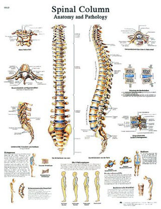 Picture of Anatomical Chart Spinal Column 20 X 20 Inch Laminated12-4622L