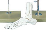 Picture of Foot Model Plastic7580