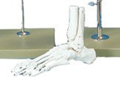 Picture of Foot Model Plastic7580