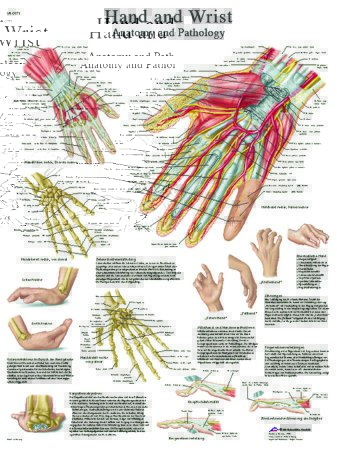 Picture of Anatomical Chart Hand and Wrist 20 X 27 Inch Laminated12-4609L