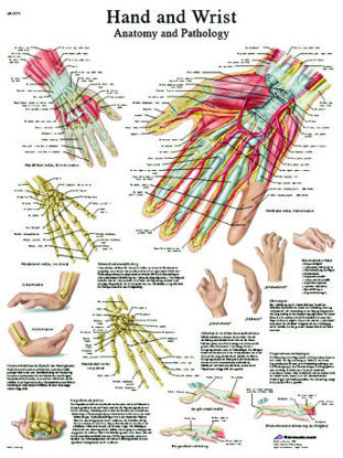 Picture of Anatomical Chart Hand and Wrist 20 X 27 Inch Laminated12-4609L