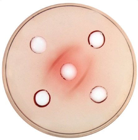 Picture of Student Lab Activity Edvotek™ Forensic Antigen DetectionS99517