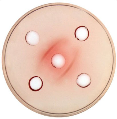 Picture of Student Lab Activity Edvotek™ Forensic Antigen DetectionS99517