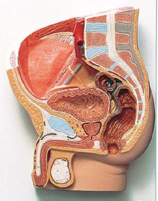 Picture of 2 Part Male Human Pelvis Section Model MaleH11