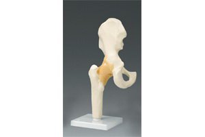 Picture of Skeleton Hip Right Joint Model Life SizeARM81