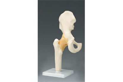 Picture of Skeleton Hip Right Joint Model Life SizeARM81