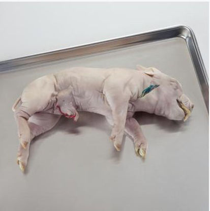 Picture of Preserved Fetal Pig 14+ Inch, Single Injected Type69-5611