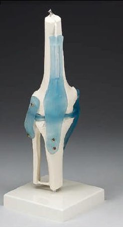 Picture of Knee Joint ModelZ4552