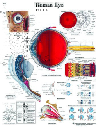 Picture of Anatomical Chart Human Eye 20 X 26 Inch Laminated12-4607L