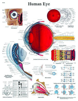 Picture of Anatomical Chart Human Eye 20 X 26 Inch Laminated12-4607L