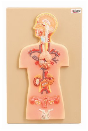 Picture of Endocrine Glands Model EISCO 2.2 lbs.S15599