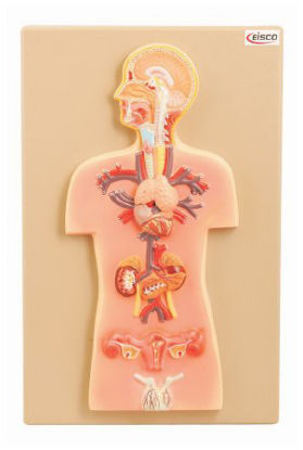 Picture of Endocrine Glands Model EISCO 2.2 lbs.S15599