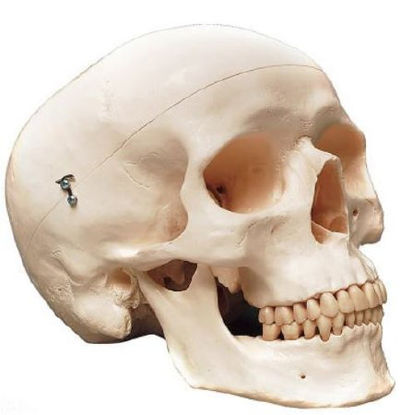 Picture of 3 Part Classic Human Skull Model Careforde™ PlasticA20