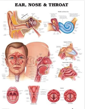 Picture of Anatomical Chart Ear, Nose and Throat 20 X 26 Inch Heavy Paper Grommets Laminated1587791153
