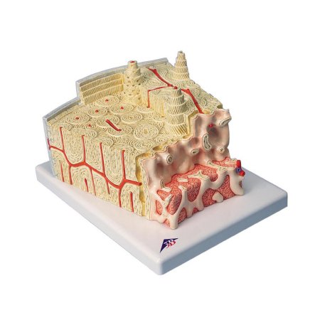 Picture of Bone Structure Model 3B MICROanatomy™ 1.76 lbs.Z13928
