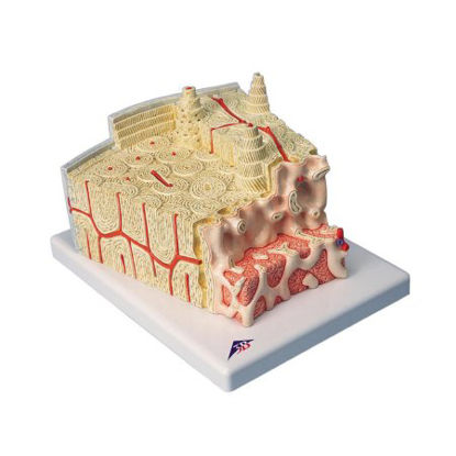 Picture of Bone Structure Model 3B MICROanatomy™ 1.76 lbs.Z13928
