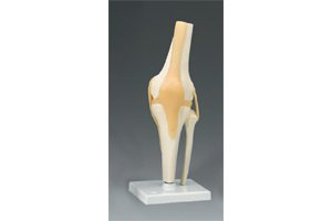 Picture of Skeleton Hip Right Knee Model Life SizeARM82