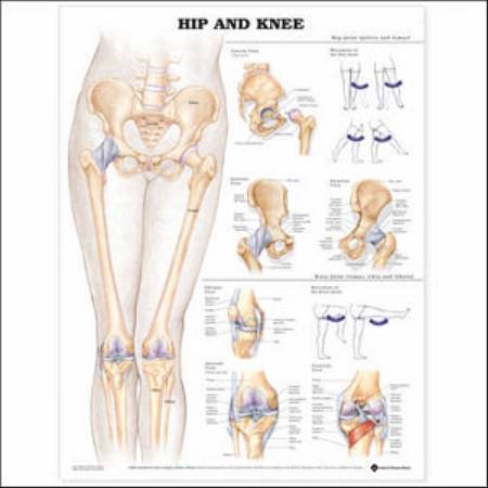 Picture of Anatomical Chart Hip and Knee 20 X 26 Inch Styrene Plastic9781587798672