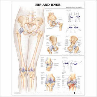 Picture of Anatomical Chart Hip and Knee 20 X 26 Inch Styrene Plastic9781587798672