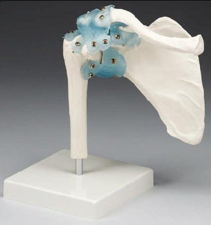 Picture of Shoulder Joint ModelZ4550