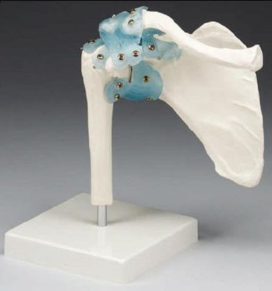 Picture of Shoulder Joint ModelZ4550