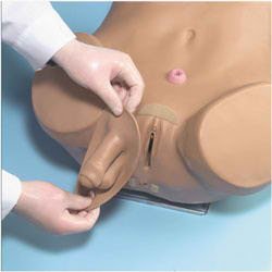 Picture of Advanced Patient Care Male and Female Catheterization SimulatorSB28919