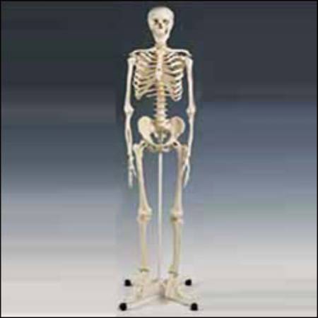 Picture of Skeleton Mr. PlainA10