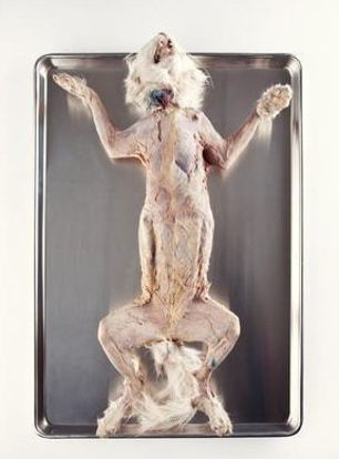 Picture of Preserved Skinned Cat Medium 14 to 18 Inch, Double Injected Type694938