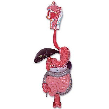 Picture of 3 Part Digestive System Model Walter Products™ Life Size 4-1/2 lbs.LA00203