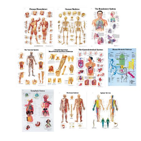 Picture of Anatomical Chart Set 20 X 26 Inch LaminatedSB48741