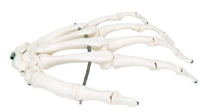 Picture of Loose Bone Left Hand Skeleton Model 3B® 1 lbs. Unbreakable Plastic12-4580L