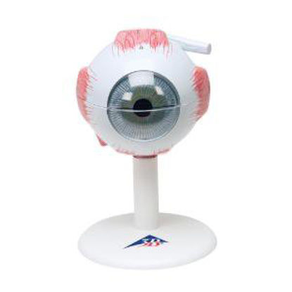 Picture of MODEL, EYE 3B SCIENTIFIC 6PIECE MOUNTED ON BASE470007-056