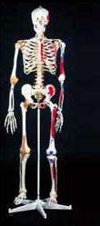 Picture of Skeleton Mr. SuperskeletonA13