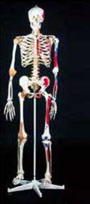 Picture of Skeleton Mr. SuperskeletonA13