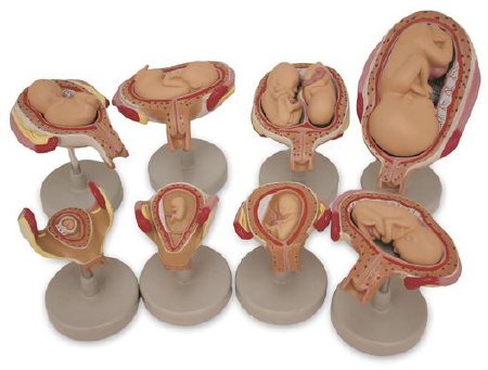Picture of Fetus Development Set NascoSB47759