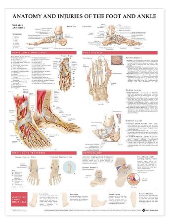 Picture of Anatomical Chart Foot and Ankle 20 X 26 Inch Paper Grommets Laminated9781587798375