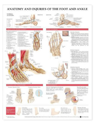 Picture of Anatomical Chart Foot and Ankle 20 X 26 Inch Paper Grommets Laminated9781587798375