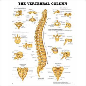 Picture of Anatomical Chart Vertebral Column 20 X 26 Inch Heavy Paper Wall Mount Laminated1587792109