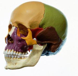 Picture of Dissectible Skull Model Sono823561