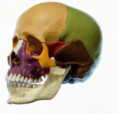 Picture of Dissectible Skull Model Sono823561