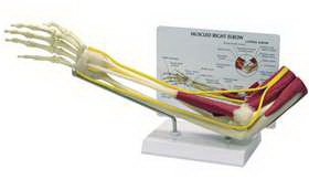 Picture of Muscled Elbow Model GPI Anatomicals Full Size70582