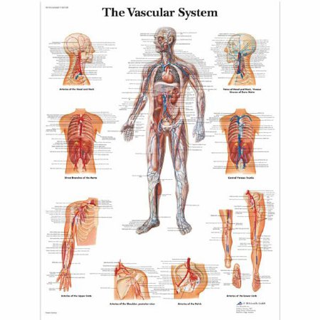 Picture of Anatomical Chart 3B Scientific® Vascular System 19-7/10 X 26-2/5 Inch UV Resistant Paper LaminatedZ13410