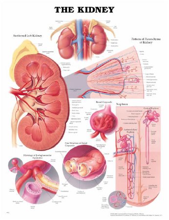 Picture of Anatomical Chart Kidney 20 X 26 Inch Heavy Paper Grommets Laminated9781587791710
