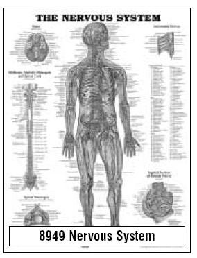 Picture of Anatomical Chart Nervous System 20 X 26 Inch Wall Mount Laminated9781587790447