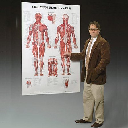 Picture of Anatomical Chart Muscular System 42 X 62 Inch Plastic9781587799815