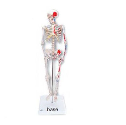 Picture of Mini Skeleton Model 3B® Shorty 4 lbs. Plastic124506