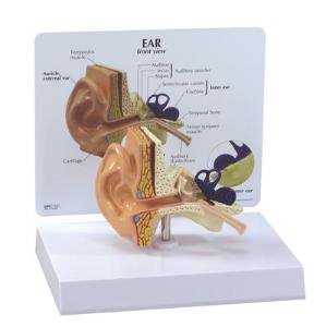 Picture of MODEL, EAR GPI ANATOMICALS BASIC LIFE SZ MOUNTED ON BASE470015-596