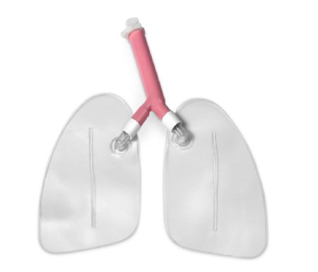 Picture of Training Airway Lungs Life/Form® .25 lbs.LF03605