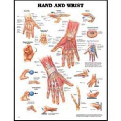 Picture of Anatomical Chart Hand and Wrist 20 X 26 Inch Styrene Plastic Grommets9781587796944